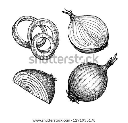 Ink sketch of onion isolated on white background. Hand drawn vector illustration. Retro style.