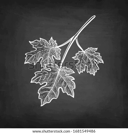 maple, acer, syrup, sugar, canada, botany, tree, sketch, vector, etching, woodcut, season, ink, illustration, art, vintage, engraved, object, retro, plant, engraving, engrave, nature, hand drawn, grov