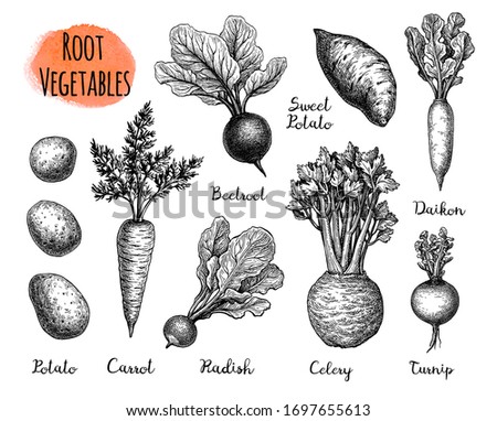 Root Vegetables set. Ink sketch collection isolated on white background. Vegetables set. Hand drawn vector illustration. Retro style.