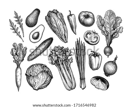 Fresh vegetables. Big set. Ink sketch collection isolated on white background. Hand drawn vector illustration. Retro style.