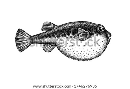 Fugu fish. Takifugu rubripes. Japanese puffer. Ink sketch isolated on white background. Hand drawn vector illustration. Retro style.