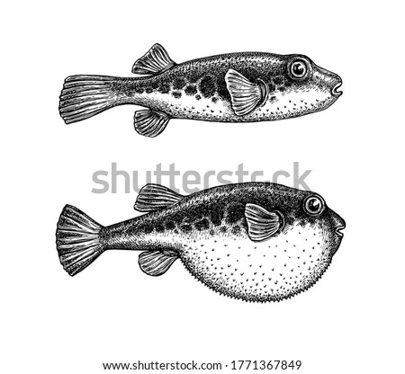 Fugu fish. Takifugu rubripes. Japanese puffer. Ink sketch isolated on white background. Hand drawn vector illustration. Retro style.