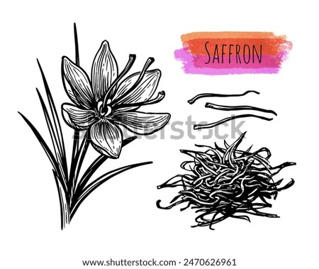 Saffron crocus flower and dried spice. Hand drawn ink sketch isolated. Vintage style.