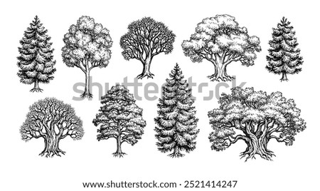 Collection of trees. Coniferous and deciduous forest plants. Hand drawn ink sketches isolated on white background. Vintage style.