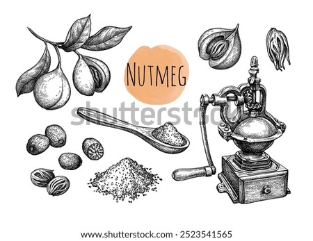 Nutmeg, spoon and spice grinder. Set of ink drawings isolated on white background. Hand drawn vector illustration. Vintage style.