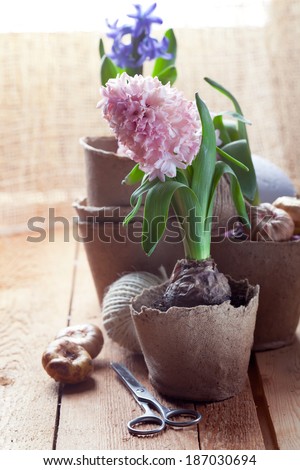 Hyacinth flowers in turf pots, flower bulbs and gardening tools on old wooden table by window, toned photo