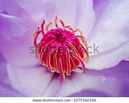 free photos single purple flower with yellow center avopix com flowering heart center