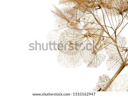 Similar – Image, Stock Photo Dry hydrangea flowers in neutral colors on a table in the living room at home. Apartment decor in minimalist style with soft warm sunny light.