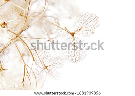 Similar – Image, Stock Photo Dry hydrangea flowers in neutral colors on a table in the living room at home. Apartment decor in minimalist style with soft warm sunny light.