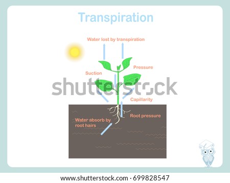 Transpiration of plant. Colorful illustration on white stock vector for education