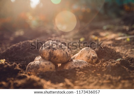 Similar – Image, Stock Photo Man picking potatoes on the farm. Agricultural concept.