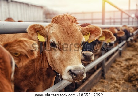 Similar – Image, Stock Photo herd of cows Food Meat