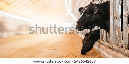 Similar – Image, Stock Photo herd of cows Food Meat