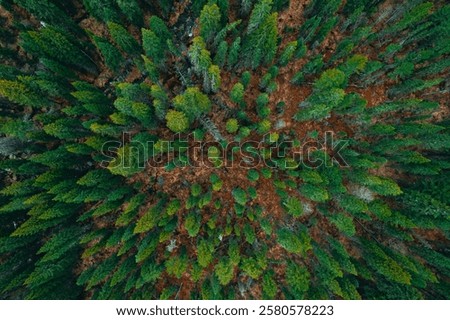 Similar – Image, Stock Photo Magnificent view the coniferous forest on the mighty Carpathians Mountains and beautiful cloudy sky background. Beauty of wild virgin Ukrainian nature, Europe. Popular tourist attraction.