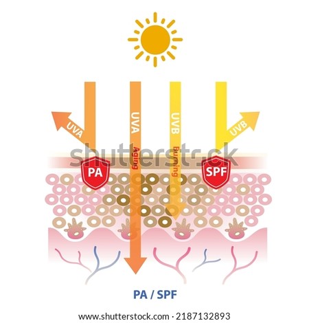 UVA and UVB rays penetrate into the skin, PA block UVA rays and SPF block UVB ray vector on white background. Protection grade of UVA, sun protection factor. Skin care and beauty concept illustration.