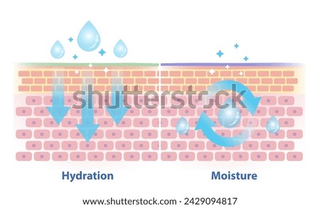 The differences between hydration and moisture vector illustration. Cross section of skin barrier layer hydration, attract, absorb water and moisture, seal on the skin to prevent water loss.