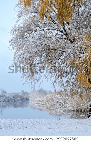 Similar – Image, Stock Photo first snow in the Black Forest