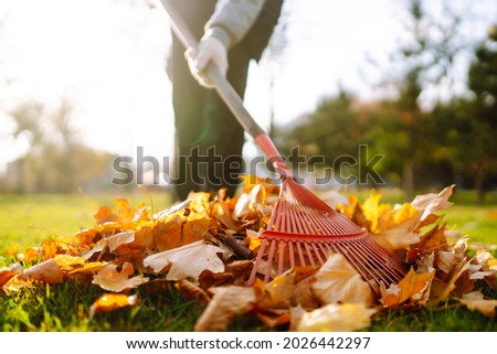 Rake with fallen leaves in autumn.  Man cleans the autumn park from yellow leaves. Volunteering, cleaning, and ecology concept. Seasonal gardening. Stock fotó © 