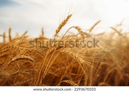 Similar – Foto Bild Nahaufnahme von goldenen Strohhalmen auf einem Feld im Sonnenuntergang