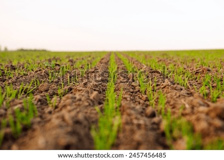 Similar – Image, Stock Photo A barley field just before maturity