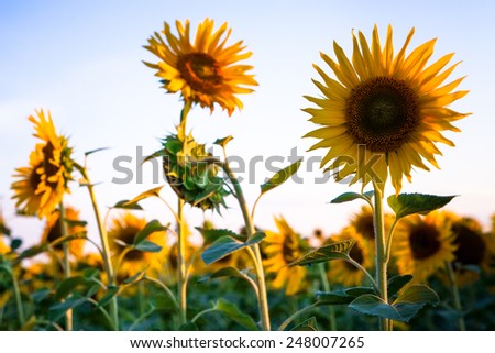 Sunflower with the sun on the background a blue sky.