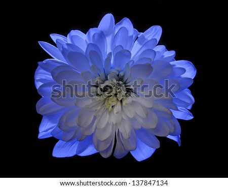 blue flower Chrysanthemum isolated on black