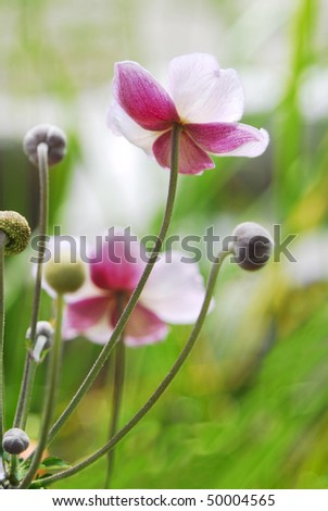 Anemone Japanese flowers in garden