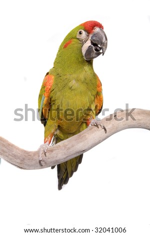 Macaw, Red Fronted, Ara rubrogenys, Bolivia, isolated on white