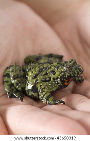 Toad, Oriental Fire-Bellied, Bombina orientalis, Korea, China, Russia, isolated on white