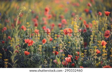 Wild flower meadow with beautiful red poppy flowers, vintage filtered style
