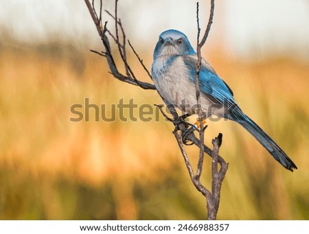 Similar – Foto Bild Eichelhäher Umwelt Natur