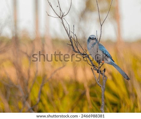 Similar – Foto Bild Eichelhäher Umwelt Natur