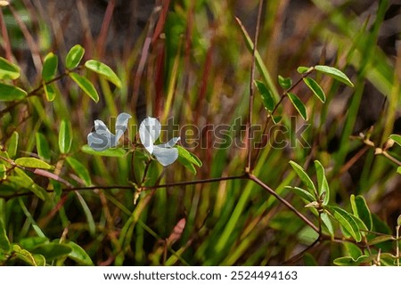 Similar – Image, Stock Photo reddish grasses Grass