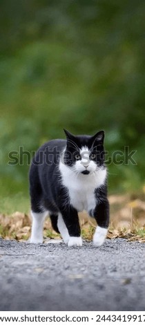 Similar – Image, Stock Photo curious tuxedo maine coon kitten  on yellow background