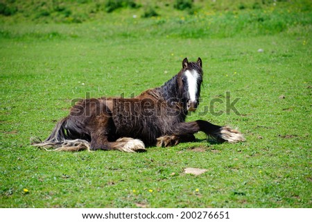Rescued neglected horse resting and recovering in a green field.