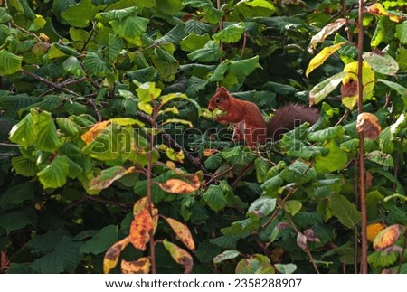 Similar – Image, Stock Photo Watched by a squirrel