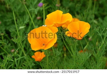 Similar – Foto Bild Goldmohn / kalifornischer Mohn / Schlafmützchen / Eschscholzia californica