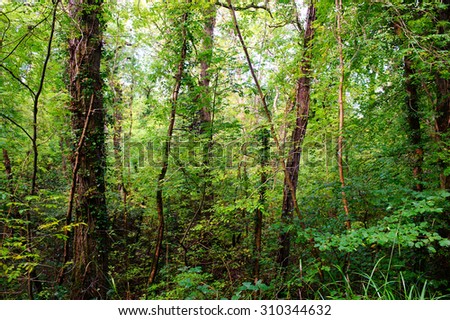 Beautiful  and magical lush green forest wallpaper