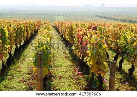 Vineyard on autumn season in Burgundy near Beaune, France, Europe Imagine de stoc © 