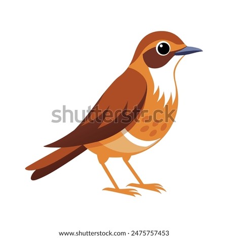 illustration of a warbler bird