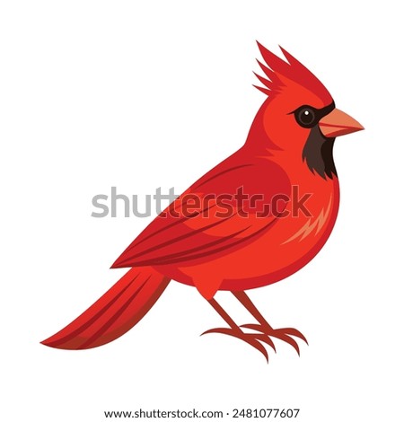 Male Northern Cardinal Standing bird isolated on white