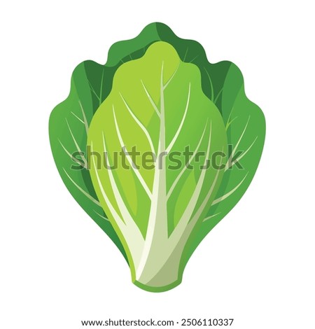 Illustration of Romaine lettuce on white