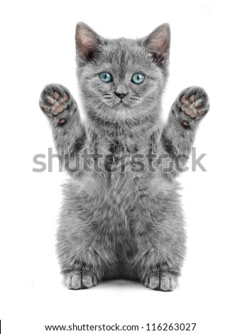 Similar – Image, Stock Photo sweet tooth Cat kitten