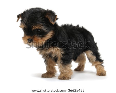 Puppy yorkshire terrier at the age of 7 weeks