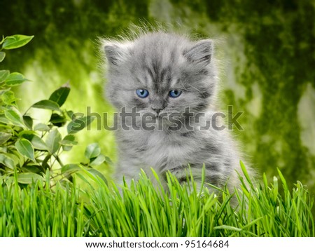 small british  kitten the age of 1 month in the grass