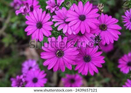 Similar – Image, Stock Photo Purple Cape Marguerite in bloom