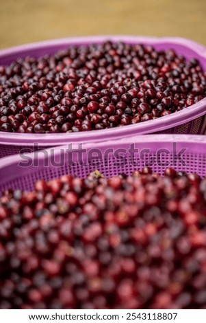 Similar – Image, Stock Photo Freshly picked cherries ready to eat