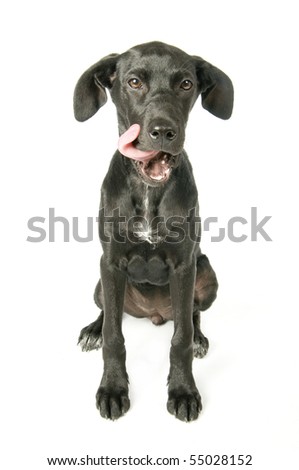 Dog Licking Lips Stock Photo 55028152 : Shutterstock