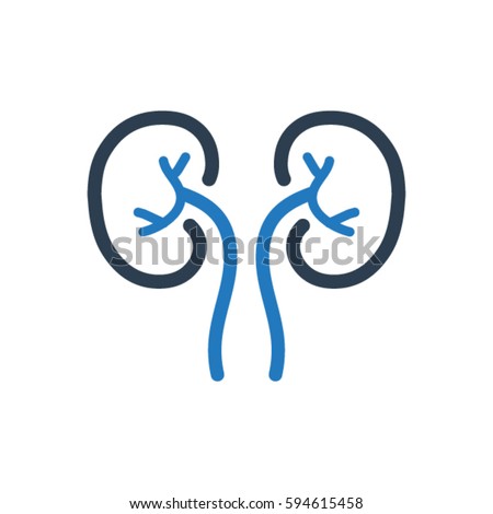 human kidney vector image kidney png stunning free transparent png clipart images free download human kidney vector image kidney png