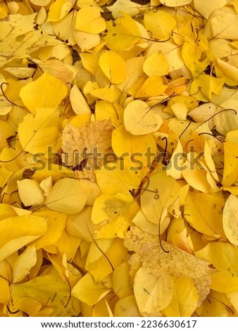 Yellow leaves felt down autumn season November, popadané listí, listopad Zdjęcia stock © 